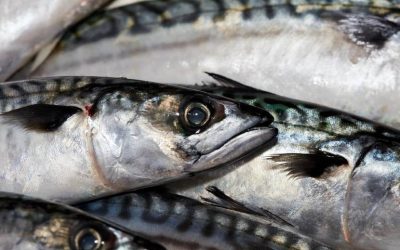 The many reasons why eating mackerel and herring is so good for your health
