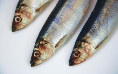 SPSG and PFA North Sea herring fisheries retain prestigious MSC ecolabel standard