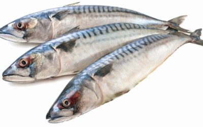 How mackerel tagging is playing a vital stock assessment role
