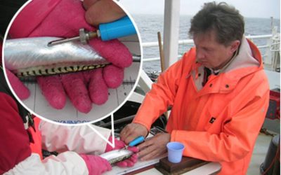 Scotland’s fish industry playing key role in ensuring a sustainable future for mackerel