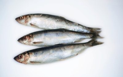Time to put the ‘silver darlings’ back on the menu