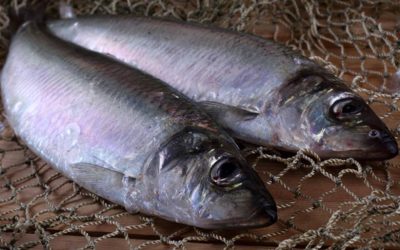 North Sea herring – sustainable, tasty and good for your health