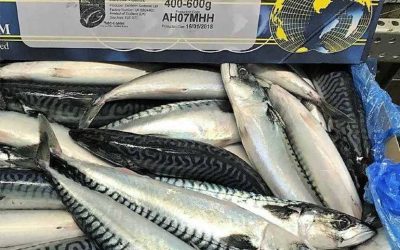 Mackerel and herring flying the flag for growth in Scottish food sector