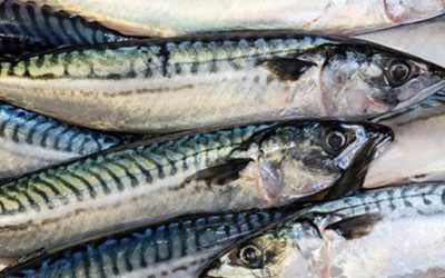 Mackerel catch advice for 2019