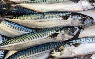 Disappointment over MSC mackerel suspension