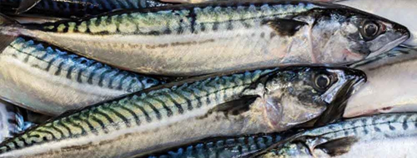 Disappointment over MSC mackerel suspension