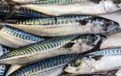 Scots mackerel fishers welcome ICES report