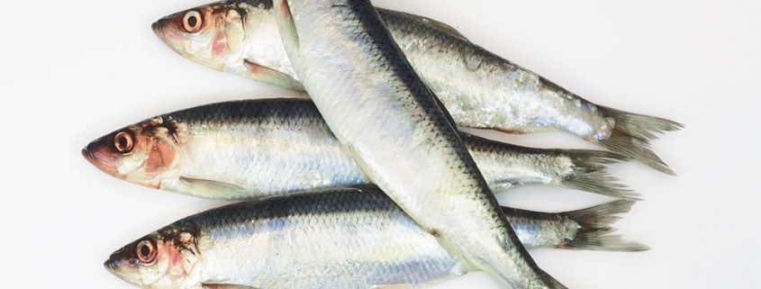 North Sea herring fishery draws to a close