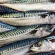 Scottish mackerel catchers and processors call for swift international agreement to ensure sustainability of the stock