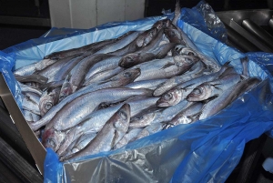 Scottish fleet successfully completes annual blue whiting fishery