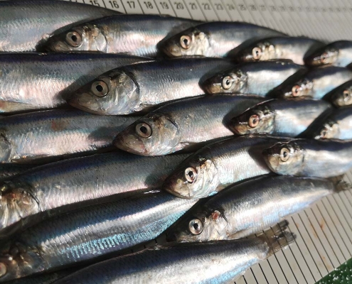 Scottish herring fishermen pioneer new science work