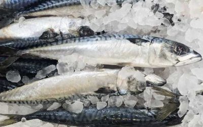Advocacy group alarmed at Norway mackerel quota grab