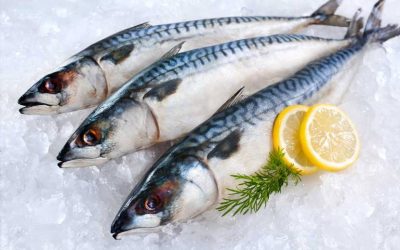 Scottish pelagic sector ‘deeply disappointed’ over Young’s statement