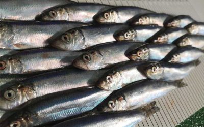 New strategic partnership between SPFA and Shetland UHI will boost pelagic fish stock science