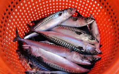 The low carbon footprint of the Scottish mackerel and herring fishery