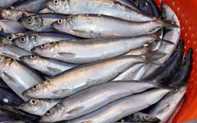 SPFA welcomes agreement on UK-EU-Norway herring