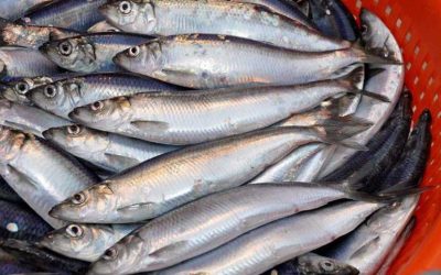 UK-Norway fisheries agreement for 2022