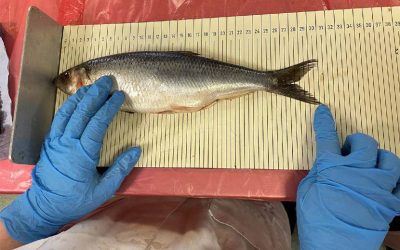 Working together to manage Scotland’s fish stocks