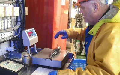 How Scottish pelagic fishers and scientists are working together for a sustainable future