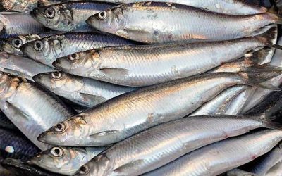 Put super tasty North Sea herring on the menu this summer