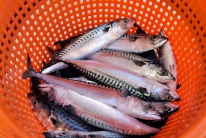 Call for action on international mackerel management