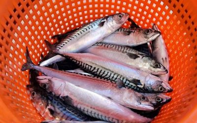 Call for action on international mackerel management