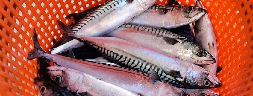 Call for action on international mackerel management