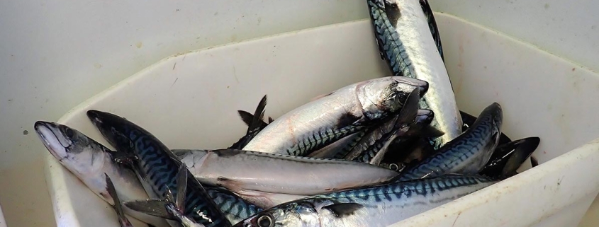 Agreement reached on NE Atlantic mackerel catch for 2023