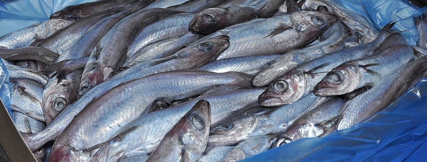 The important role blue whiting can play in global food security