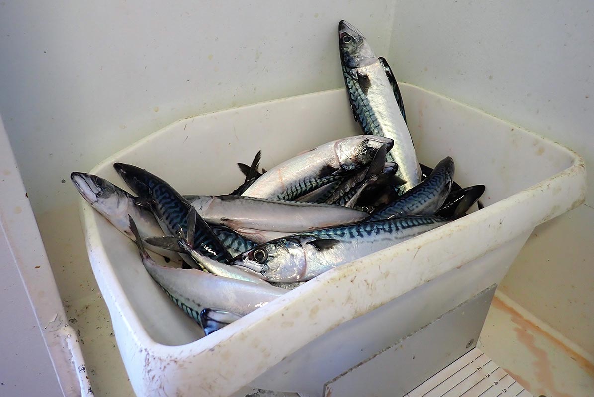 Scottish fishing group calls out MCS advice to avoid eating mackerel