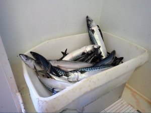 Scottish mackerel sector calls for resolution to quota share dispute