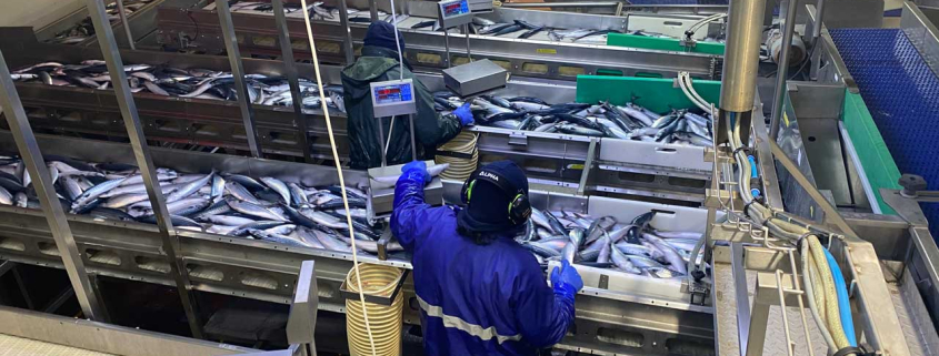 Quality and sustainability at heart of Scottish pelagic processing operation