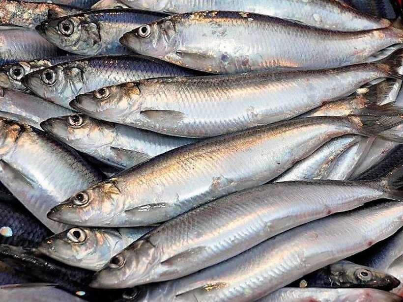 Pelagic fish in diet bring immense benefits, says new study