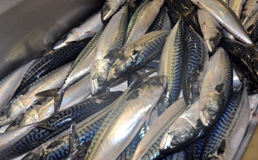 New sharing deal for mackerel but Scottish fishermen call for comprehensive agreement New sharing deal for mackerel but Scottish fishermen call for comprehensive agreement