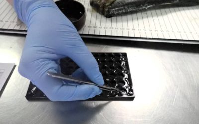 MoU agreed for Scottish pelagic data collection programme