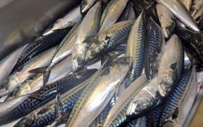 UK mackerel industry criticises MCS rating