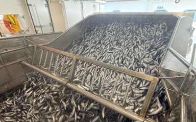 Good marks of herring as the Scottish fishery begins to gather pace