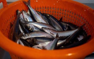 Excellent quality herring for Artemis
