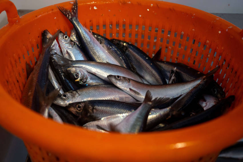 Excellent quality herring for Artemis Excellent quality herring for Artemis