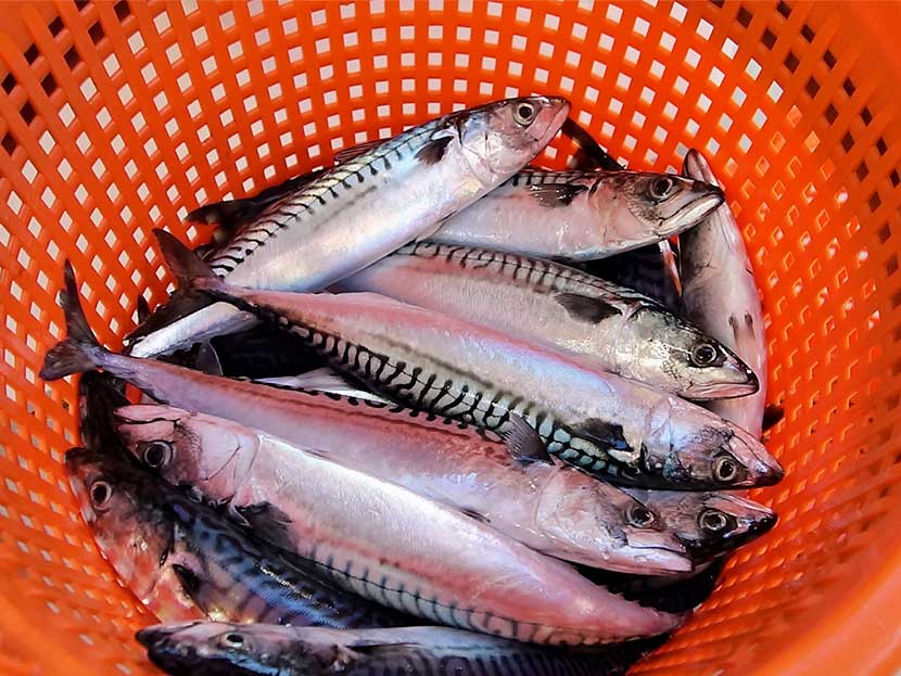 SPFA criticises Blue Marine Foundation report