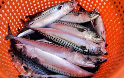 UK fishermen and processors welcome increase in mackerel stock