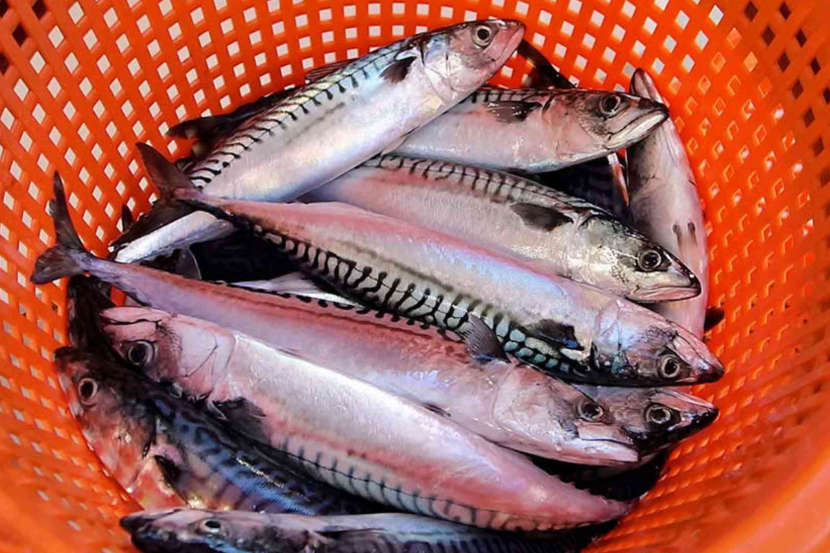 UK fishermen and processors welcome increase in mackerel stock 
